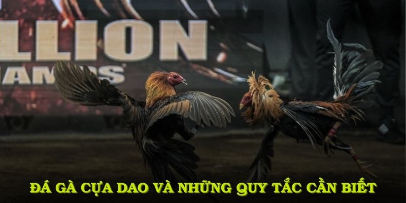 Đá gà cựa dao và những quy tắc cần biết
