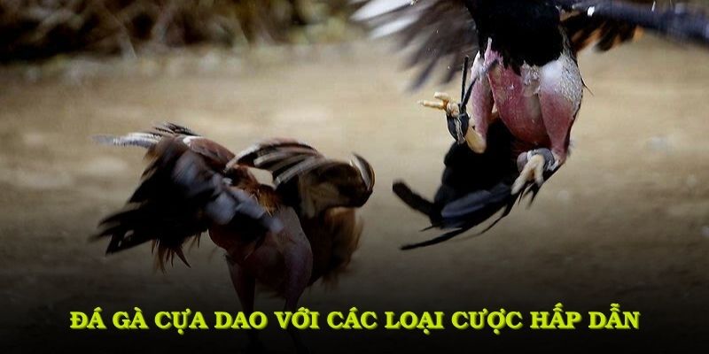 Đá gà cựa dao với các loại cược hấp dẫn