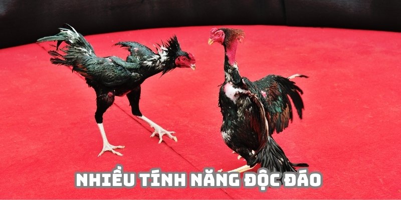 Hệ thống trực tiếp đá gà xây dựng nhiều tính năng hỗ trợ độc đáo