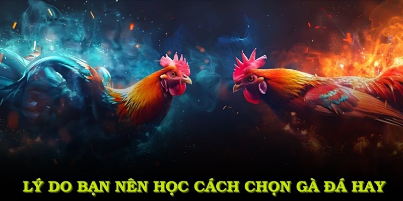 Lý do bạn nên học cách chọn gà đá hay